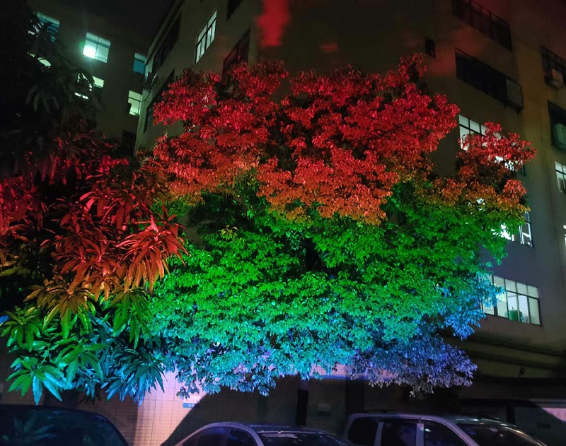 照樹燈